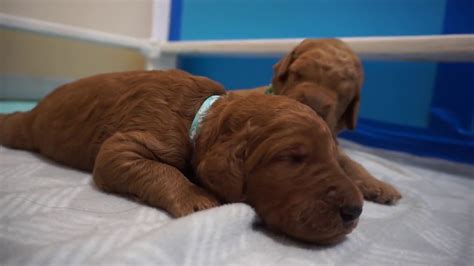 See more of poodle puppies cuties on facebook. Red standard poodle puppies at 11 days old - YouTube