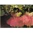 Degas Edgar Dancers In Pink Fine Art Print/Poster Sizes A4/A3/A2/A1 001563