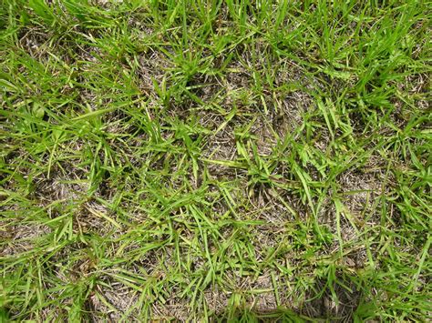 It was introduced in 1913 to bahia does not make a high quality lawn grass. Bahia grass (Paspalum notatum) | Feedipedia