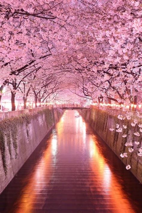 Wonderful Pink Cherry Blossom Wallpaper Iphone Best Iphone Wallpaper
