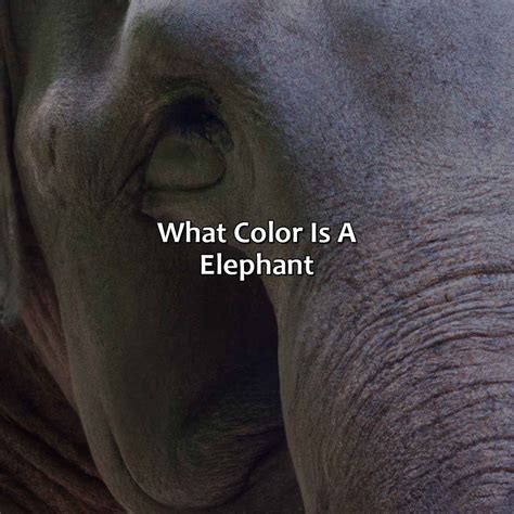 What Color Is A Elephant
