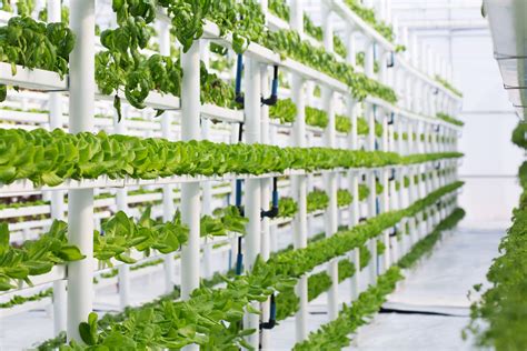 How To Set Up An Indoor Hydroponic System