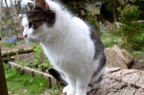 Mäuse können schwimmen, klettern und sich durch kleinste ritzen und spalten quetschen. Katzen in der Stadt, auf dem Land und im Garten ...