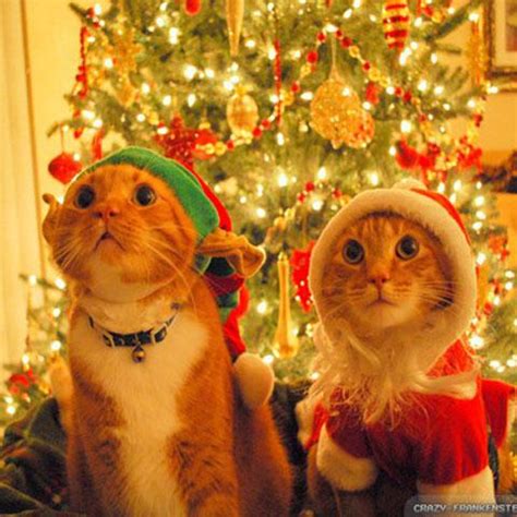 Diese gefährlicheren und hochgiftigen quallen findet sich in den pazifischen ozean. Die süßesten Nikolaus-Tiere! | Die süßesten X-Mas Tiere ...