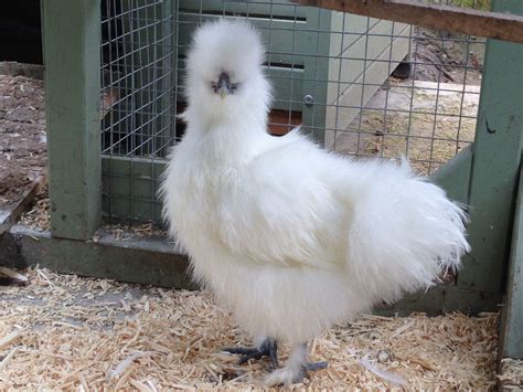 Miniature White Cockeral Silkie Silkies Chicken Breeds Silkie Chickens Rezfoods Resep