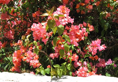 Colorscolors Plants Bougainvillea Color