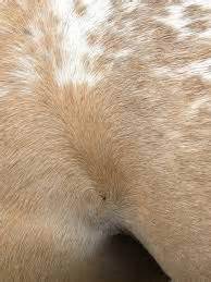 In one study, a supplement containing horsetail could enhance hair growth in the participants (3). 1000+ images about Horses - hair growth on Pinterest ...