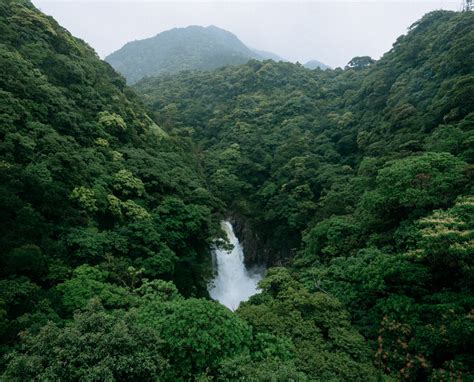 90377 Rainforest In The Rain Yakushima Kagoshima Japan By Ippei