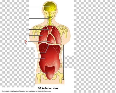 Ventral Body Cavity Anatomy Coronal Plane Human Body Png Clipart