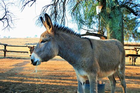 Grey Donkey Free Stock Photo Public Domain Pictures