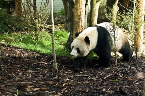 Where Do Pandas Live Joy Of Animals