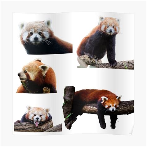 Pocket Red Panda Posters Redbubble