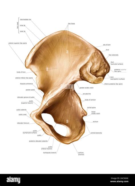 Illustration Of Hip Bone This Right Lower Limb Lateral Medial View Of