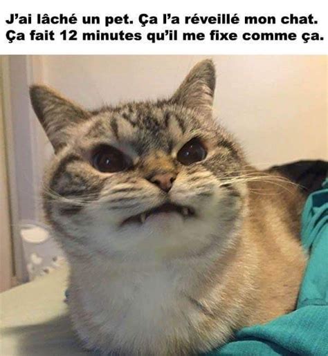 Chat Drole