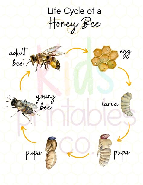 Honey Bee Life Cycle Ubicaciondepersonascdmxgobmx
