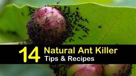 Carpenter ants do not create mounds in the soil. 14 Do-It-Yourself Ant Killer Recipes