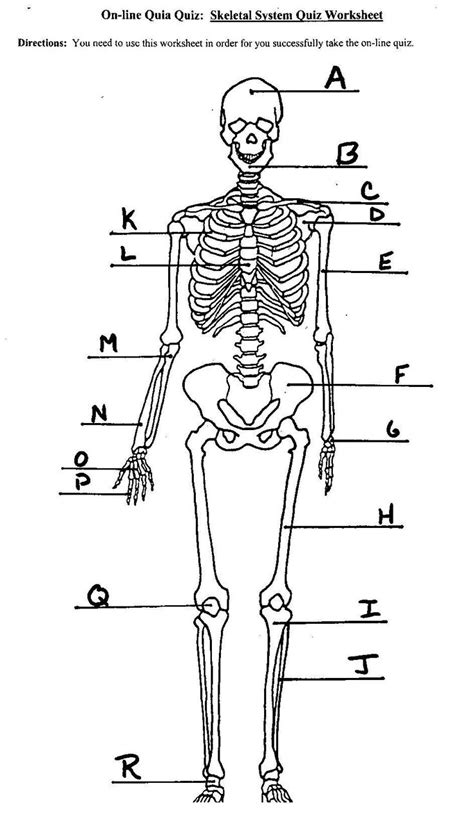 This arm bones diagram shows all the important bones that make up the arms of the human body. Unlabeled Human Skeleton Diagram . Unlabeled Human Skeleton Diagram Blank Skeleton Diagram Front ...