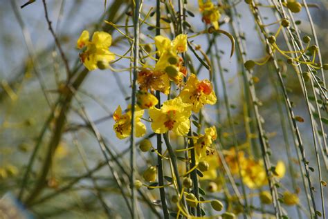 Parkinsonia Aculeata L Plants Of The World Online Kew Science