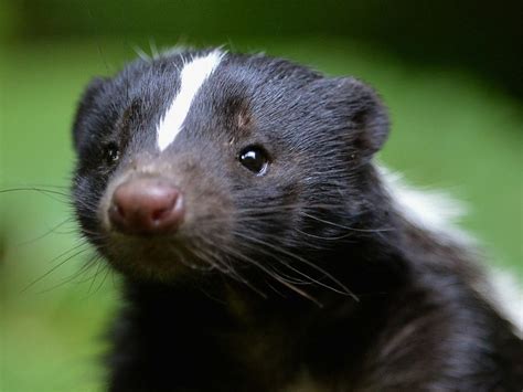 Do You Think Skunks Are Cute Girlsaskguys