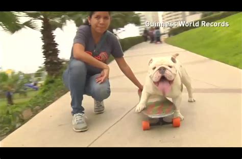 The Guinness World Record Winning Dog