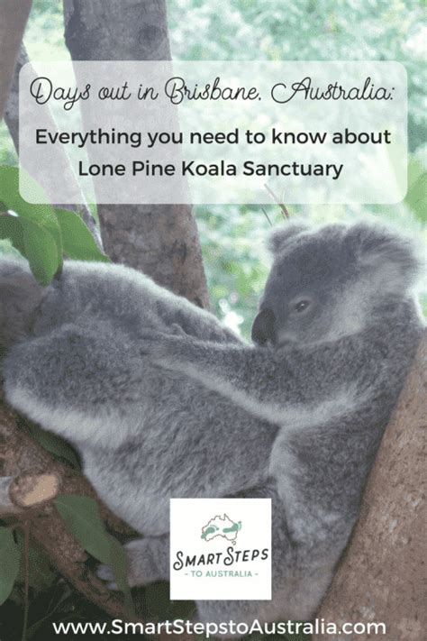 Days Out In Brisbane Lone Pine Koala Sanctuary Smart Steps To Australia