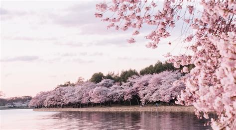 35 Cherry Blossom Tree Facts—best Cherry Blossom Facts