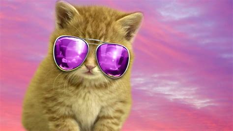 Cool Cat Backgrounds ·① Wallpapertag