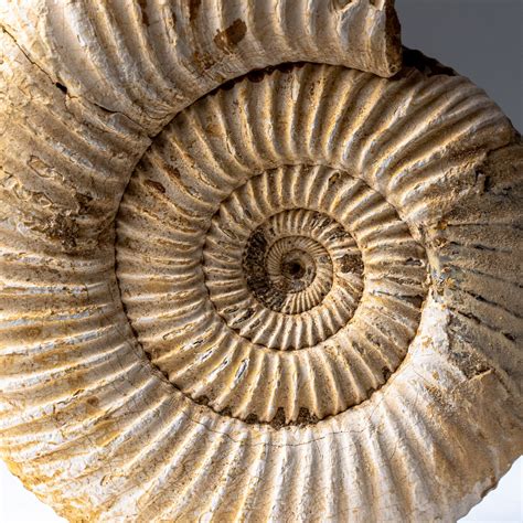 Natural Ammonite Fossil Astro Gallery Touch Of Modern