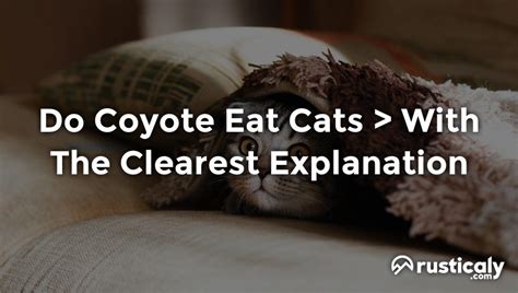 Do Coyote Eat Cats Heres What You Should Know About It