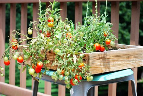 24 Backyard Tomato Garden Ideas Worth A Look Sharonsable