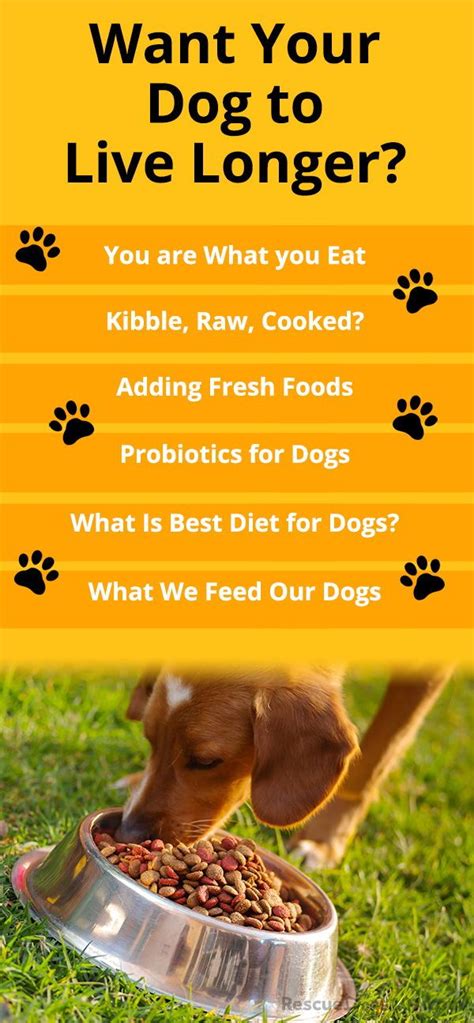 If your dog is no longer wanting to eat dry food but will eat canned, they should be seen by their veterinarian for an oral examination. What Should I Feed My Dog? (With images) | Dog food ...