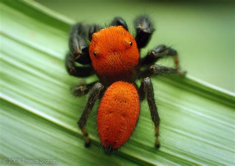 Do Pariz Bug Close Up Beautiful Spider Photos By Shahan