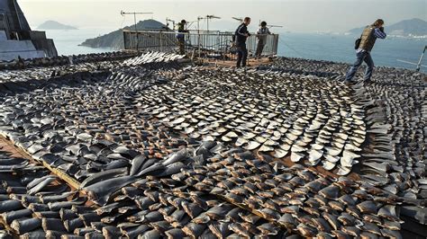 Why Shark Finning Bans Arent Keeping Sharks Off The Plate Yet The