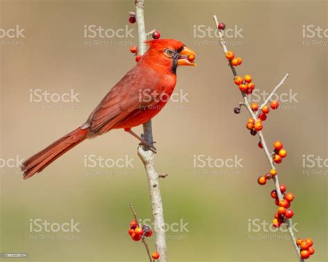 Northern Cardinal Eating Berries Stock Photo Download Image Now