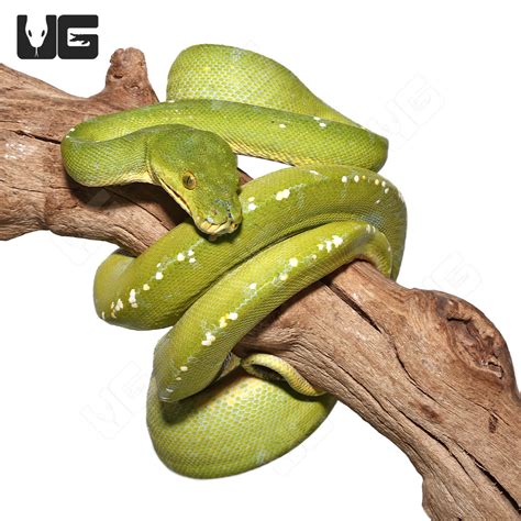 Sorong Green Tree Pythons Morelia Viridis For Sale Underground Reptiles