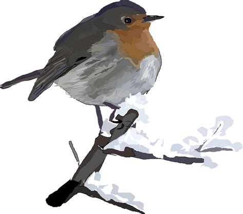 Free Vector Graphic Red Robin Bird Animal Winter