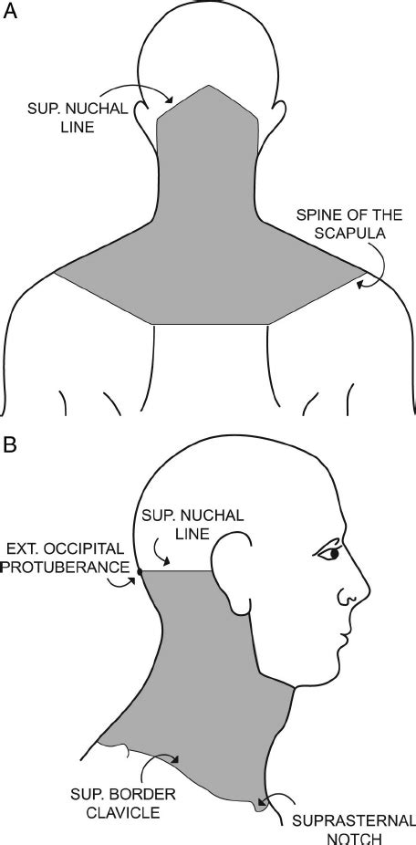The Anatomic Region Of The Neck From The Back A And The Side B