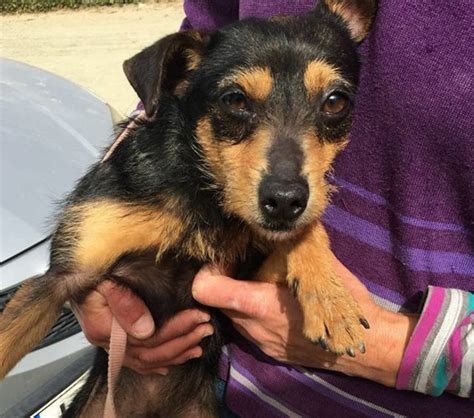 Bear 3 Year Old Male Miniature Pinscher Cross Available For Adoption
