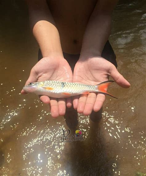 Maybe you would like to learn more about one of these? Chalet Rumah Kampung Kolam Air Sungai Di Raub Pahang ...