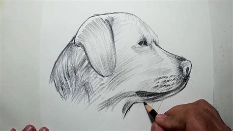 How To Draw A Dog Head Easy Pencil Drawing Youtube