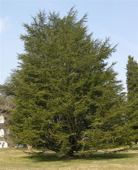 Our Beautiful World Cedar Tree
