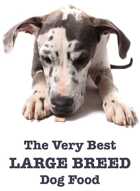 Large breed puppy food for a lifetime of wellbeing: Best Large Breed Dog Food - Tips and Reviews of the Best ...
