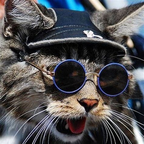Cat Wearing Glasses Funny Cat Wallpaper Kittens Funny Funny Cats
