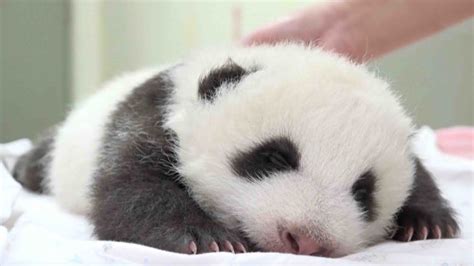 Taipei Zoos Baby Panda Opens Eyes For First Time Youtube
