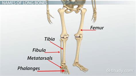 Bunch of bones in the foot (7). Long Bones in the Human Body - Video & Lesson Transcript ...