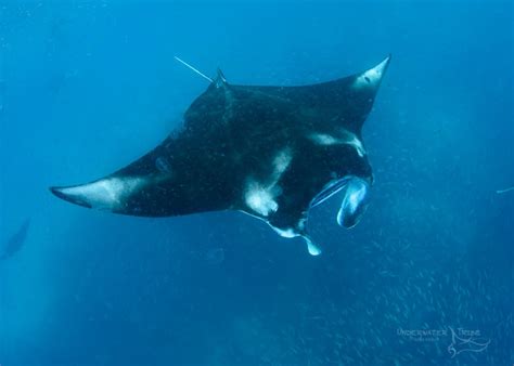 Manta Rays Graceful Gentle Giants Underwater Tribe