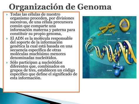 ppt el genoma humano powerpoint presentation free download id 5651597