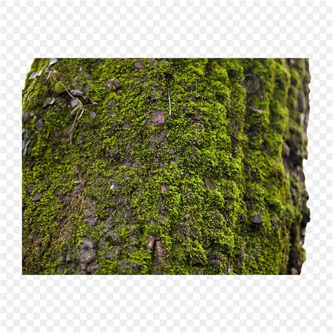 Moss Green Hd Transparent Green Moss Trunk Moss Plant Spring Png