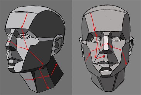 Planning Surface Planes Of Head Facial Proportions Planes Of The Face