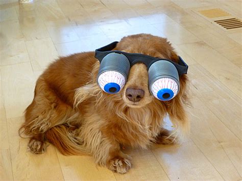 Top 10 Images Of Dogs Wearing Silly Glasses